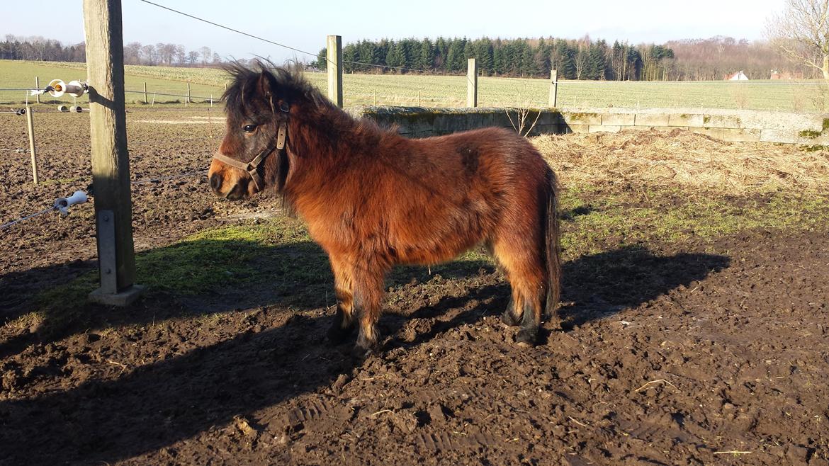 Anden særlig race Pilegårdens Bambino - 11. Februar 2014 kommer Bobbi til stald Tranums. billede 3