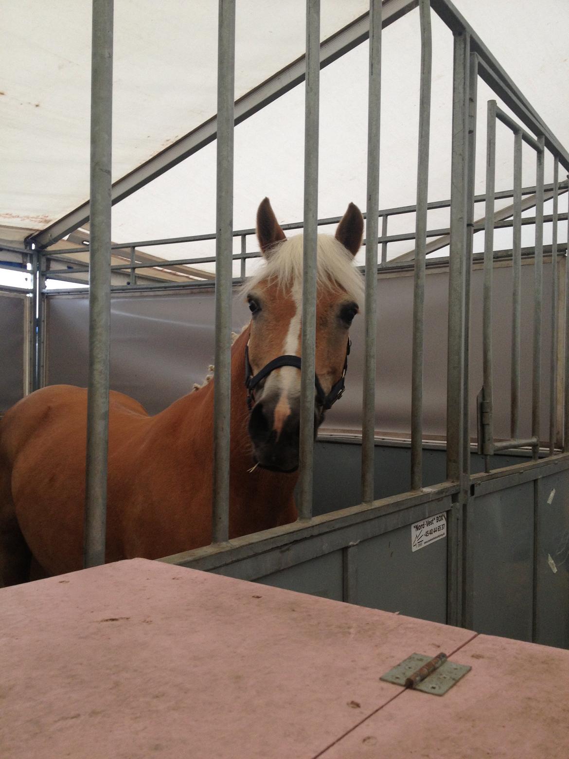 Haflinger Linea billede 21