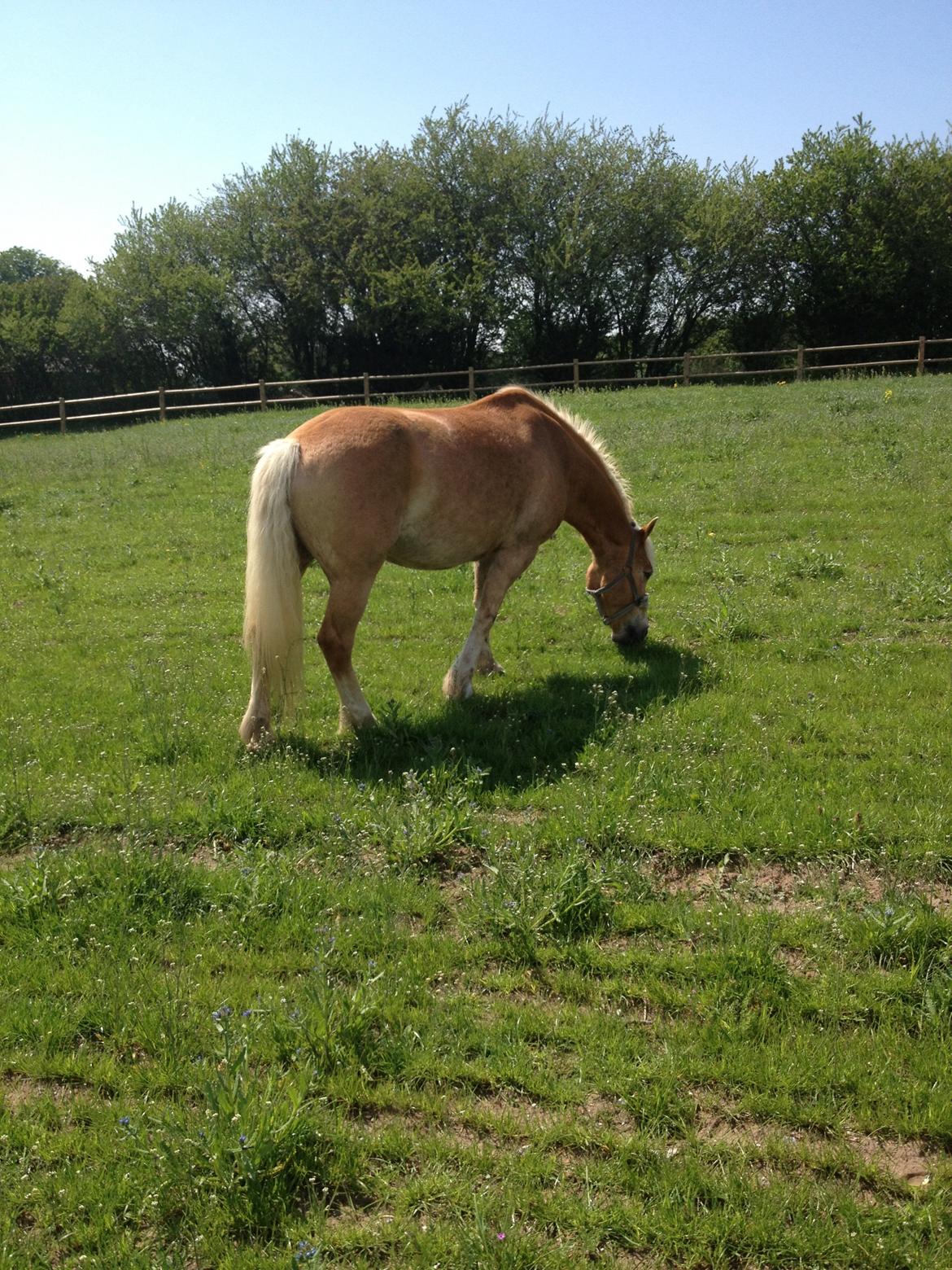 Haflinger Linea billede 22