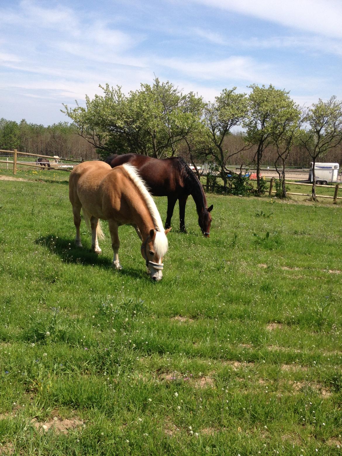 Haflinger Linea billede 23