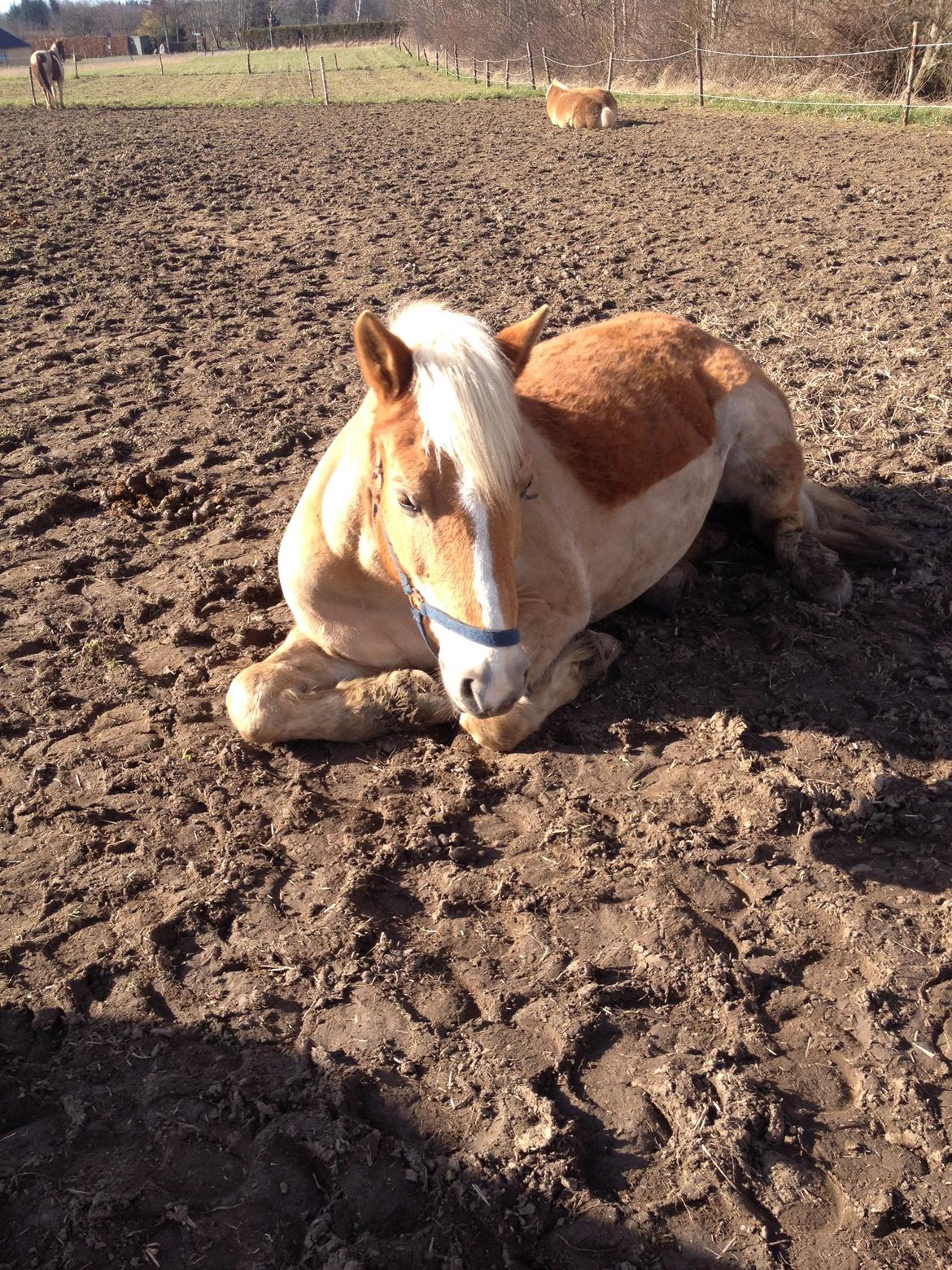 Haflinger Linea billede 24