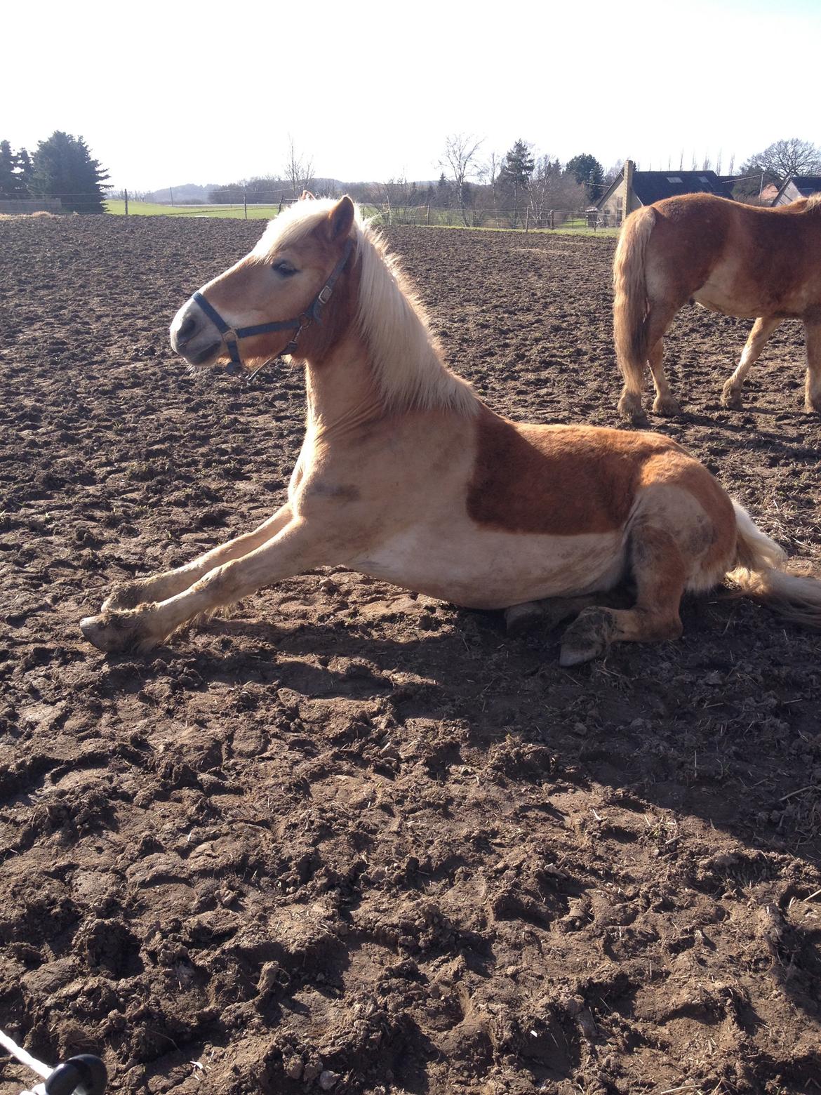 Haflinger Linea billede 25