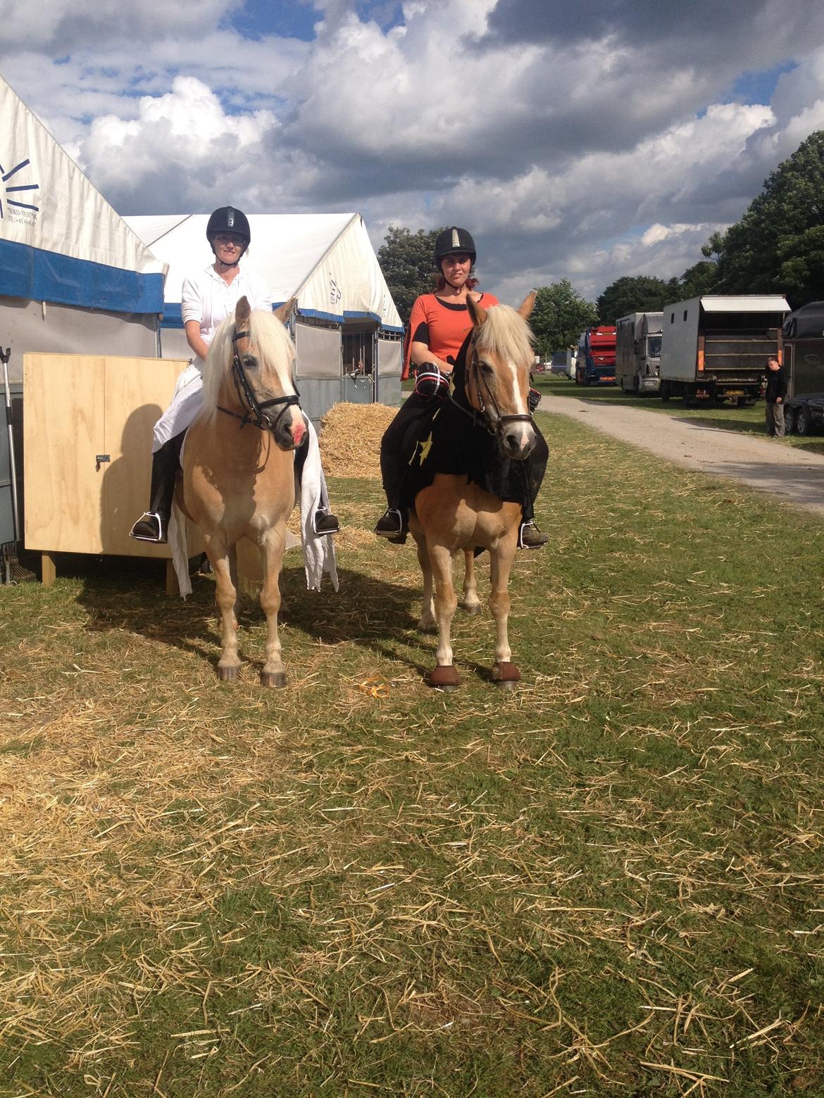Haflinger Linea billede 27