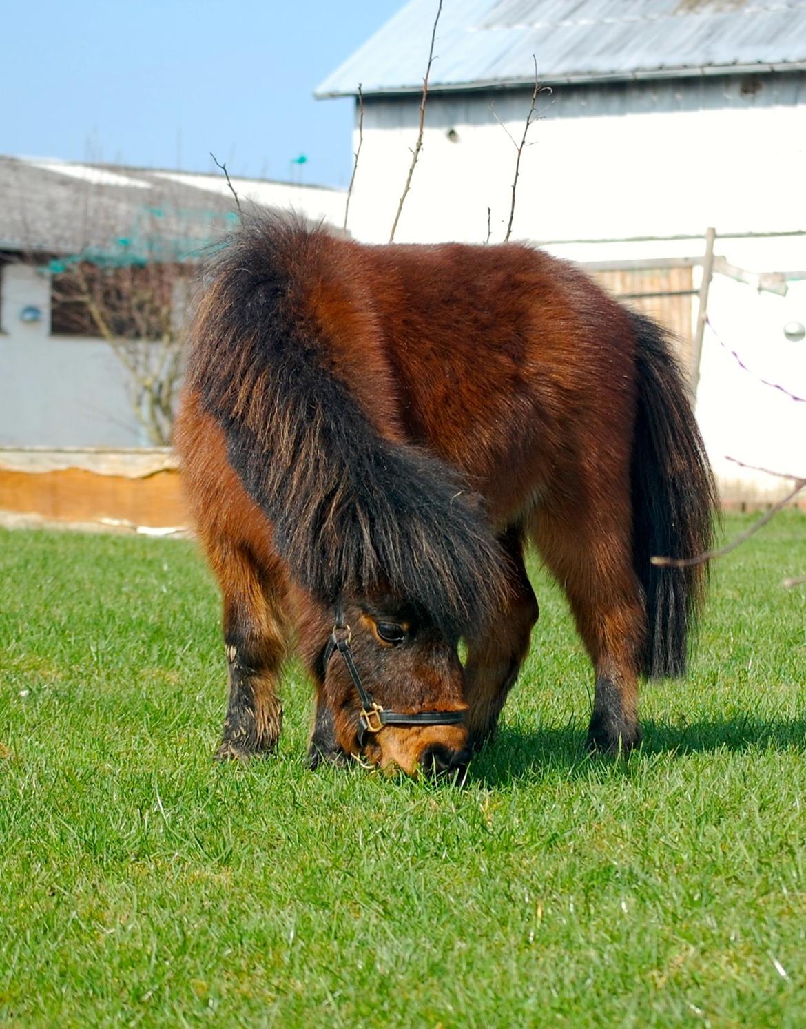 Anden særlig race Pilegårdens Bambino - Bobs efter en månedstid, hvor han hygger sig i vores have billede 5