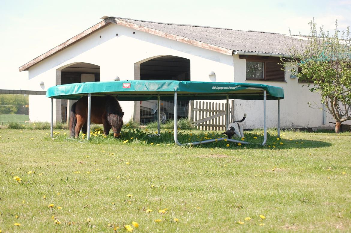Anden særlig race Pilegårdens Bambino - Bobbi er blevet "slå græsset under trampolinen" maskine.  billede 6