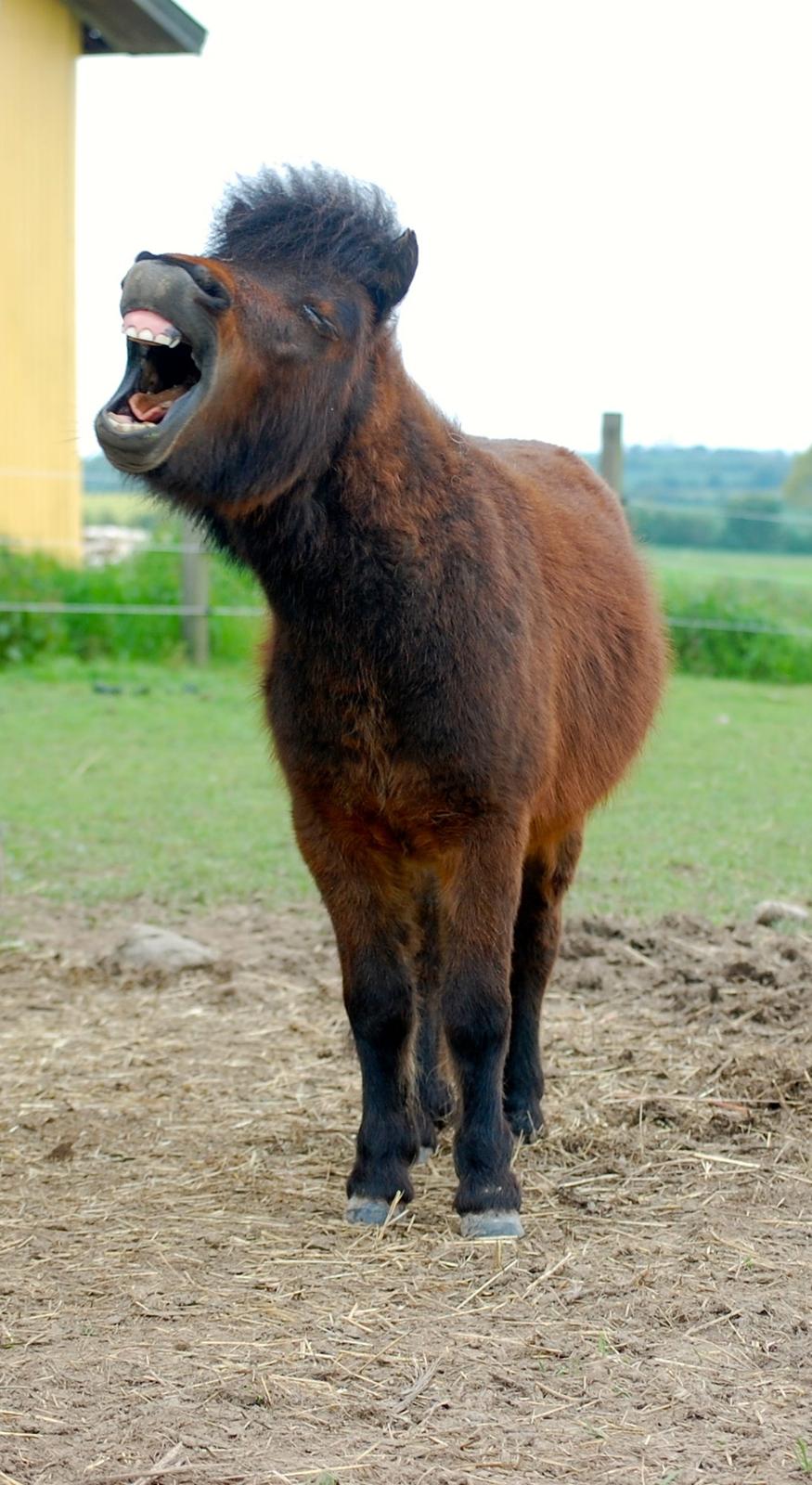 Anden særlig race Pilegårdens Bambino - Bobs i en af hans hyggelige momenter billede 7