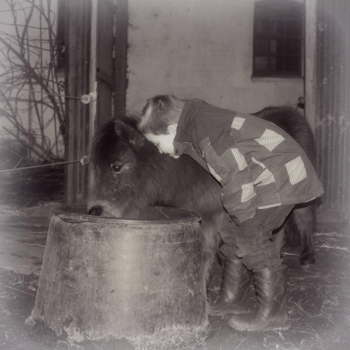 Anden særlig race Pilegårdens Bambino - Min Søn Casper hilser på han nye pony billede 4
