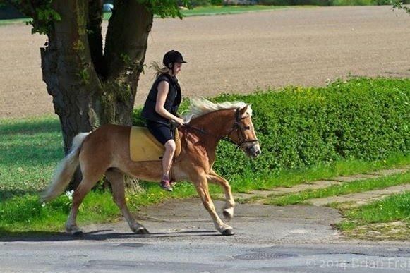 Haflinger Laura billede 8