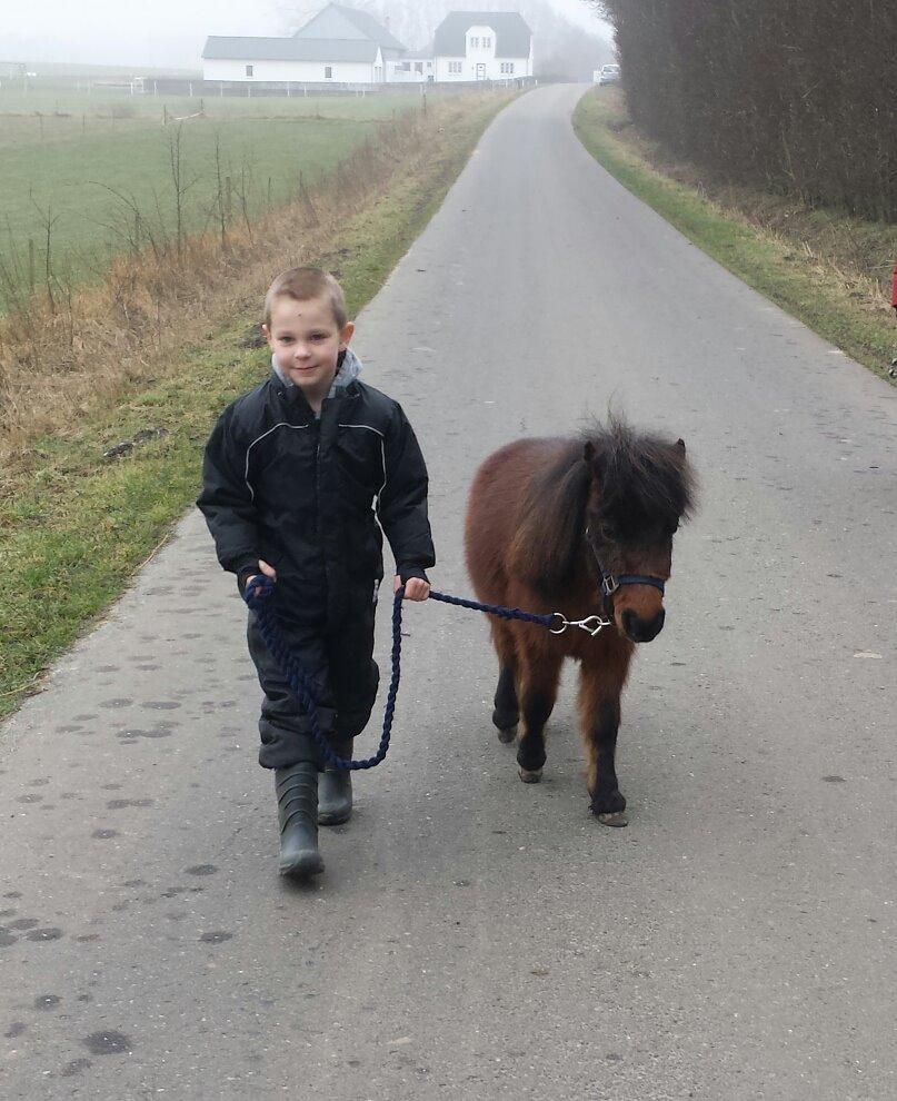 Anden særlig race Pilegårdens Bambino - Min søn går en tur med hans pony billede 9