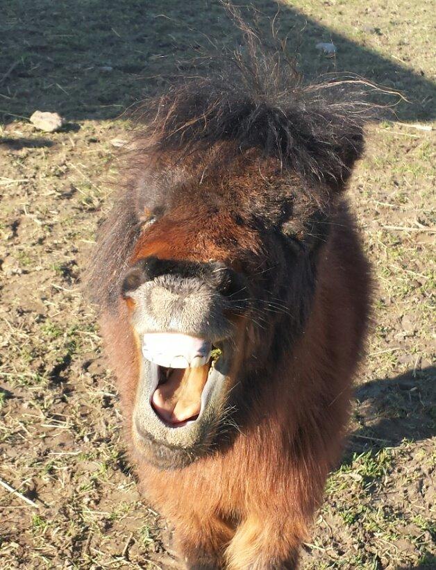 Anden særlig race Pilegårdens Bambino - Pilegårdens Bambini A.K.A Bobbi A.K.A Bobs A.K.A Prut(en). billede 1