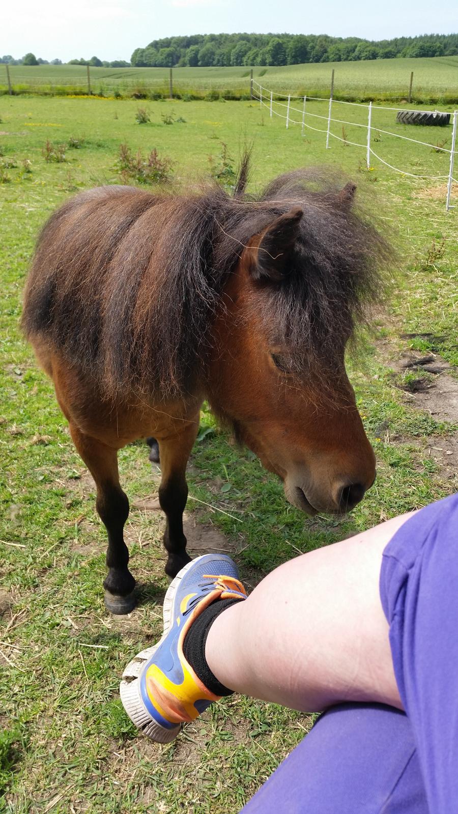Anden særlig race Pilegårdens Bambino - Smukke dreng billede 10