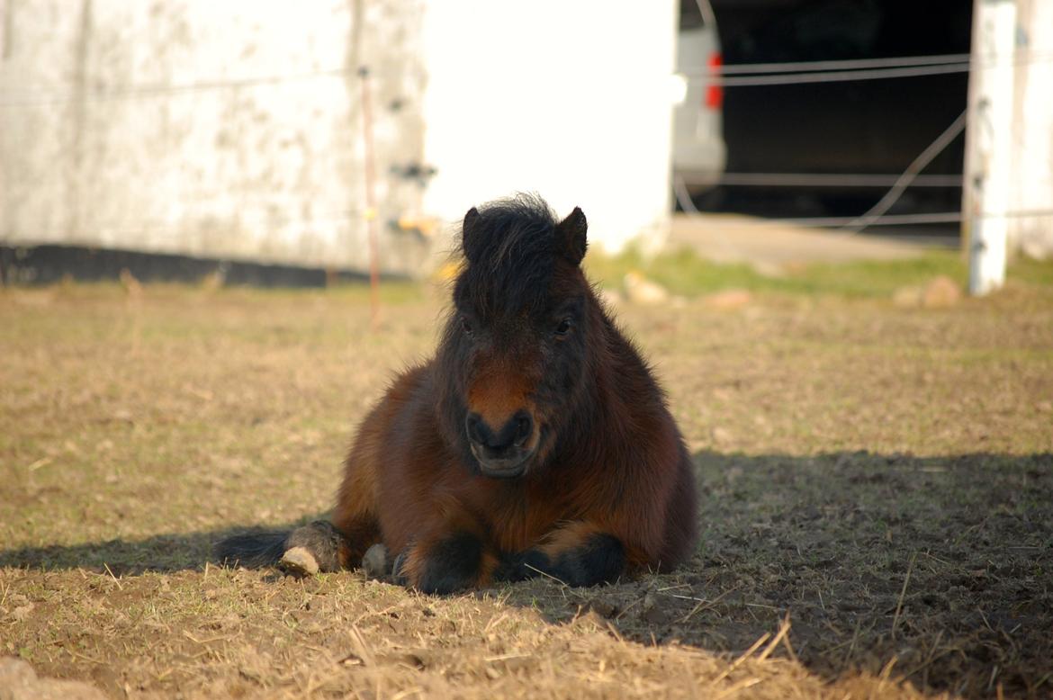 Anden særlig race Pilegårdens Bambino - Nyder lige livet. billede 11