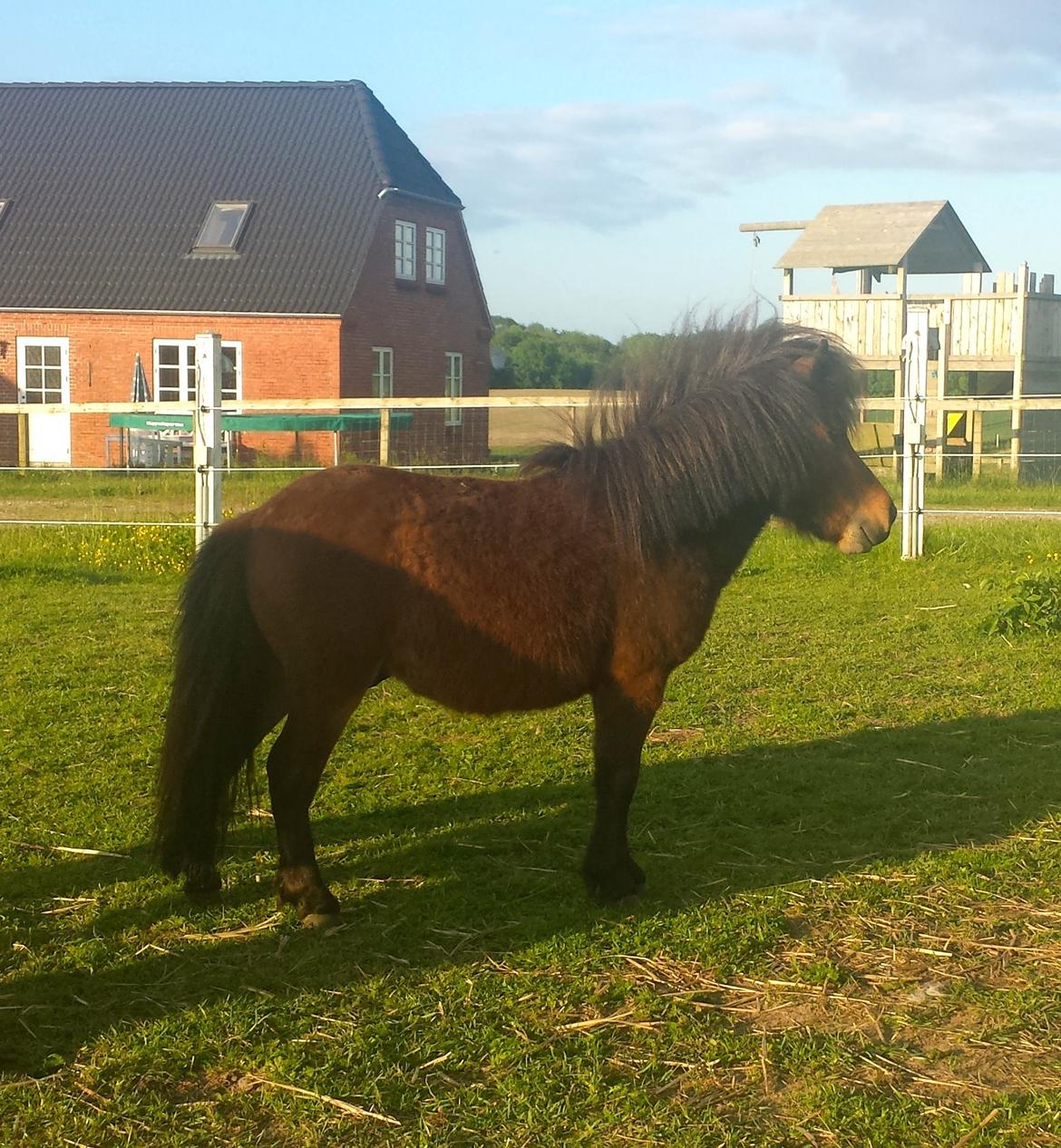 Anden særlig race Pilegårdens Bambino billede 13