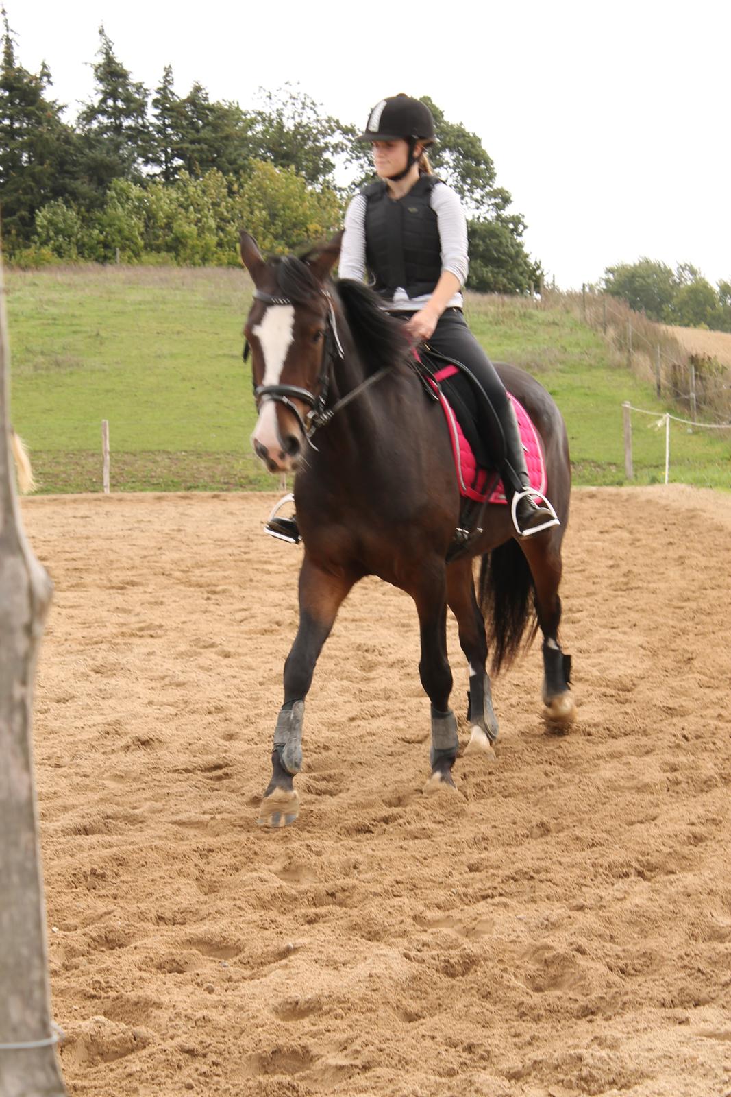 Anden særlig race Søbo's Chacor  billede 13