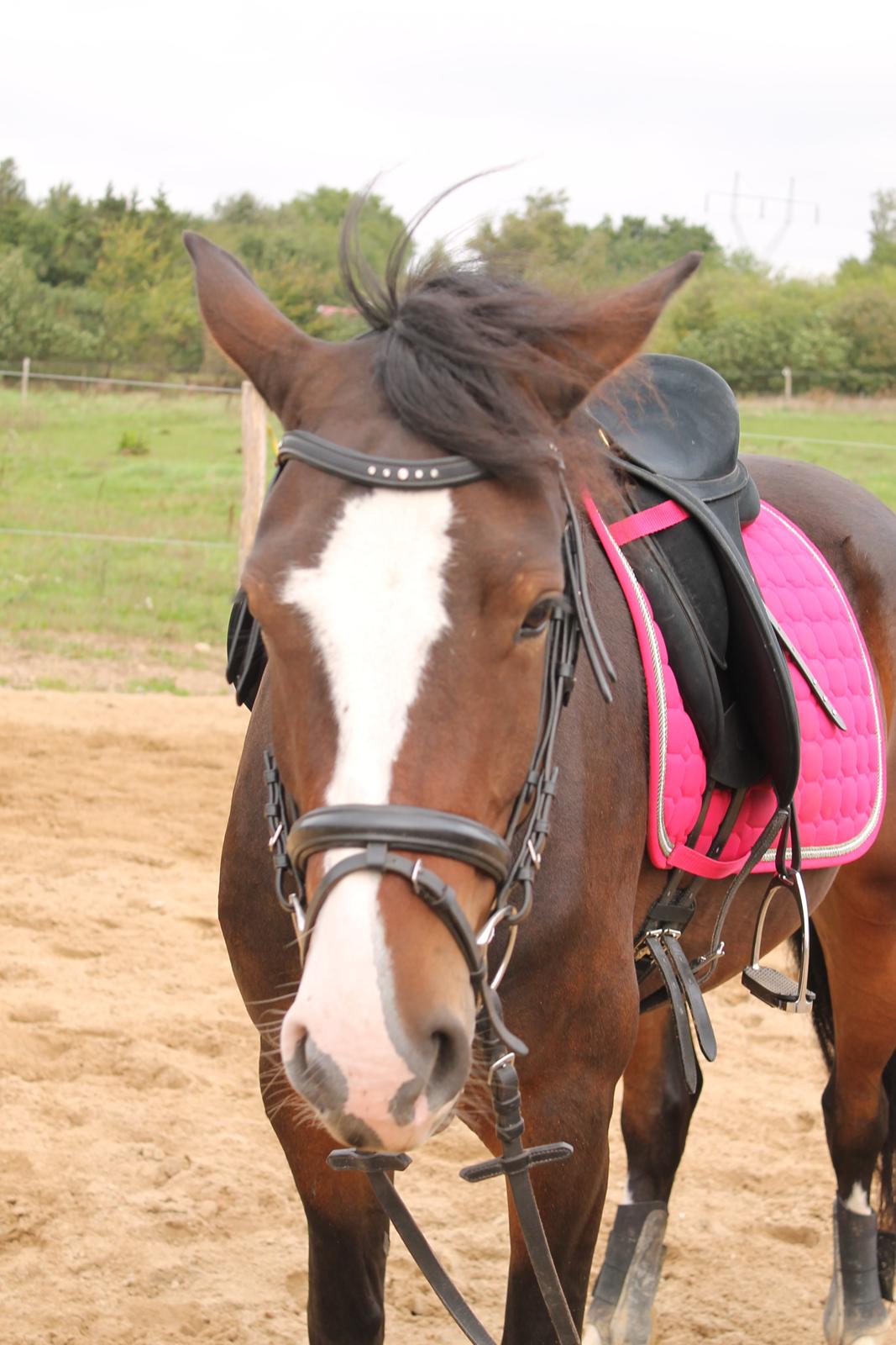 Anden særlig race Søbo's Chacor  billede 14