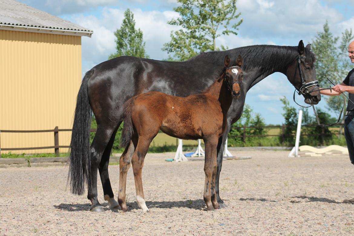 Dansk Varmblod Lygum's Rockzet - Juni 2014 billede 6