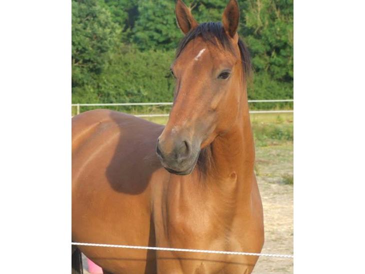 {{currentPhoto.altText}} billede {{currentPhoto.number}}