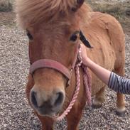 Shetlænder Monty