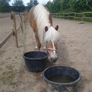 Haflinger ~ fiona ~