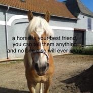 Haflinger ~ fiona ~