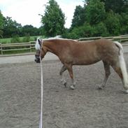 Haflinger ~ fiona ~