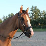 Anden særlig race Hedegårdens Sirocco