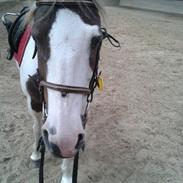 Pinto Karea Nyberg (Min engel <3)