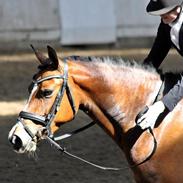 Anden særlig race Gucci - B-pony