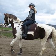 Pinto Cassiopeia sunrise