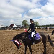 New Forest Brentebjergs Vanessa