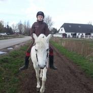 Welsh Cob (sec D) Christelle (himmelhest)