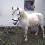 Welsh Cob (sec D) Christelle (himmelhest)