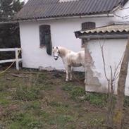 Welsh Cob (sec D) Christelle (himmelhest)