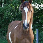 Barockpinto Sir Lancelot