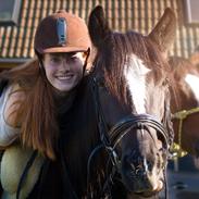 Irish Cob Sir Tonga