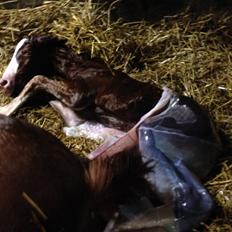 Frederiksborg Hercules Mignon