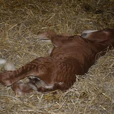 Frederiksborg Hercules Mignon