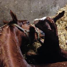 Frederiksborg Hercules Mignon
