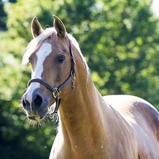 Palomino King's knight