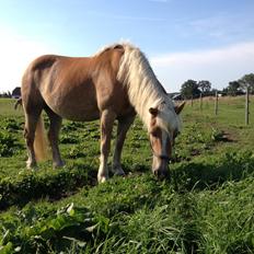 Haflinger Røgtergaardens Laika.. (Dele pony)