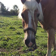 Haflinger Røgtergaardens Laika.. (Dele pony)