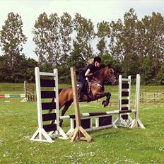 Welsh Cob (sec D) Vlietstede Brilliant Idris