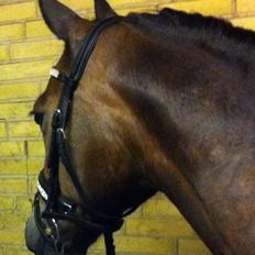 Welsh Cob (sec D) Vlietstede Brilliant Idris