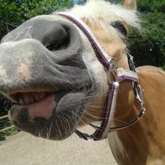 Haflinger ~ fiona ~