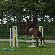 Dansk Varmblod Chilli Nørrekær