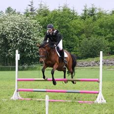 Dansk Varmblod Chilli Nørrekær