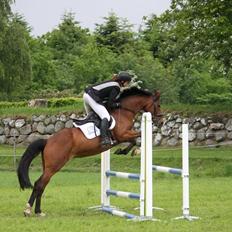 Dansk Varmblod Chilli Nørrekær