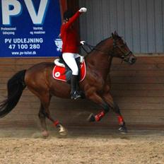 Anden særlig race Shorty