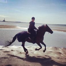 Anden særlig race Shorty