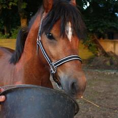 Welsh Pony (sec B) BARNHOEVE´S BART